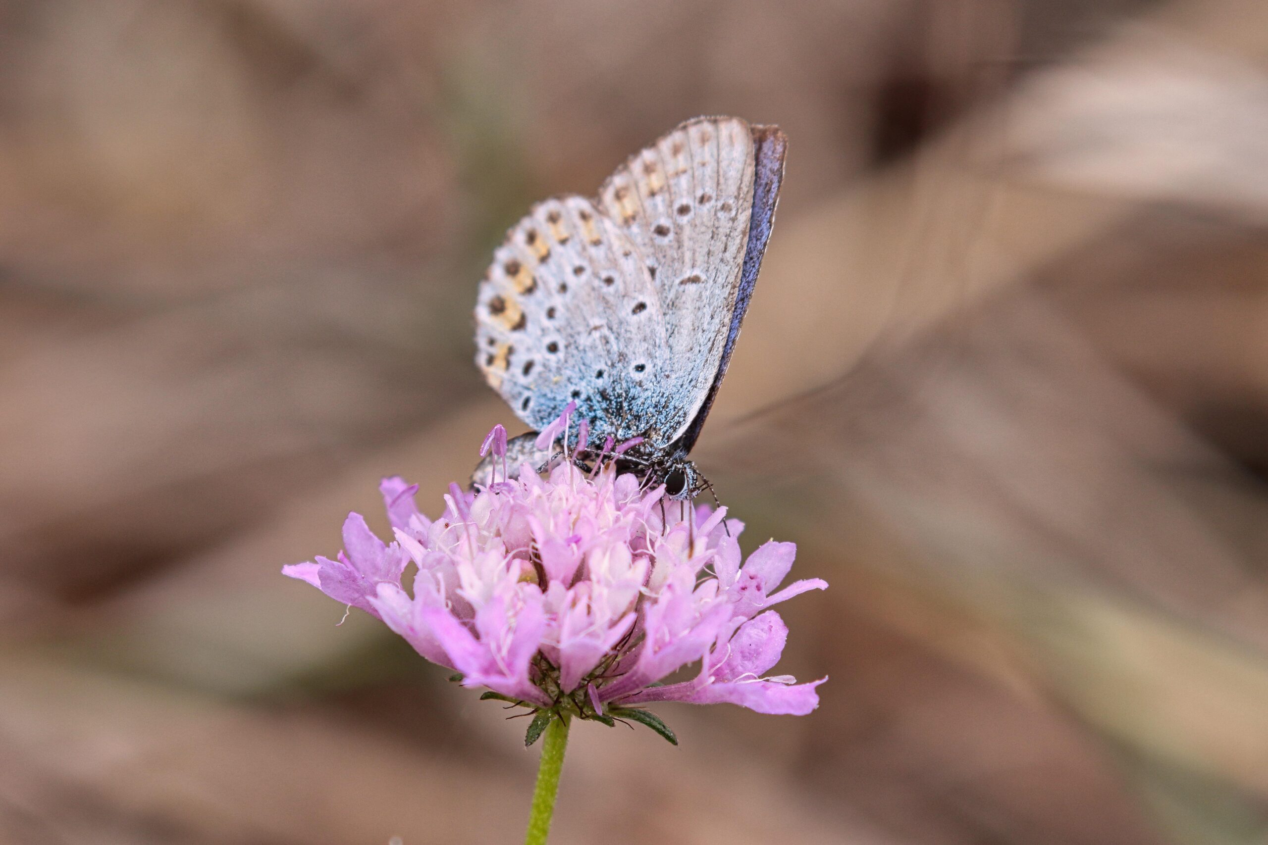 pixamio-insect-5329603